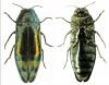 Coraebus fasciatus